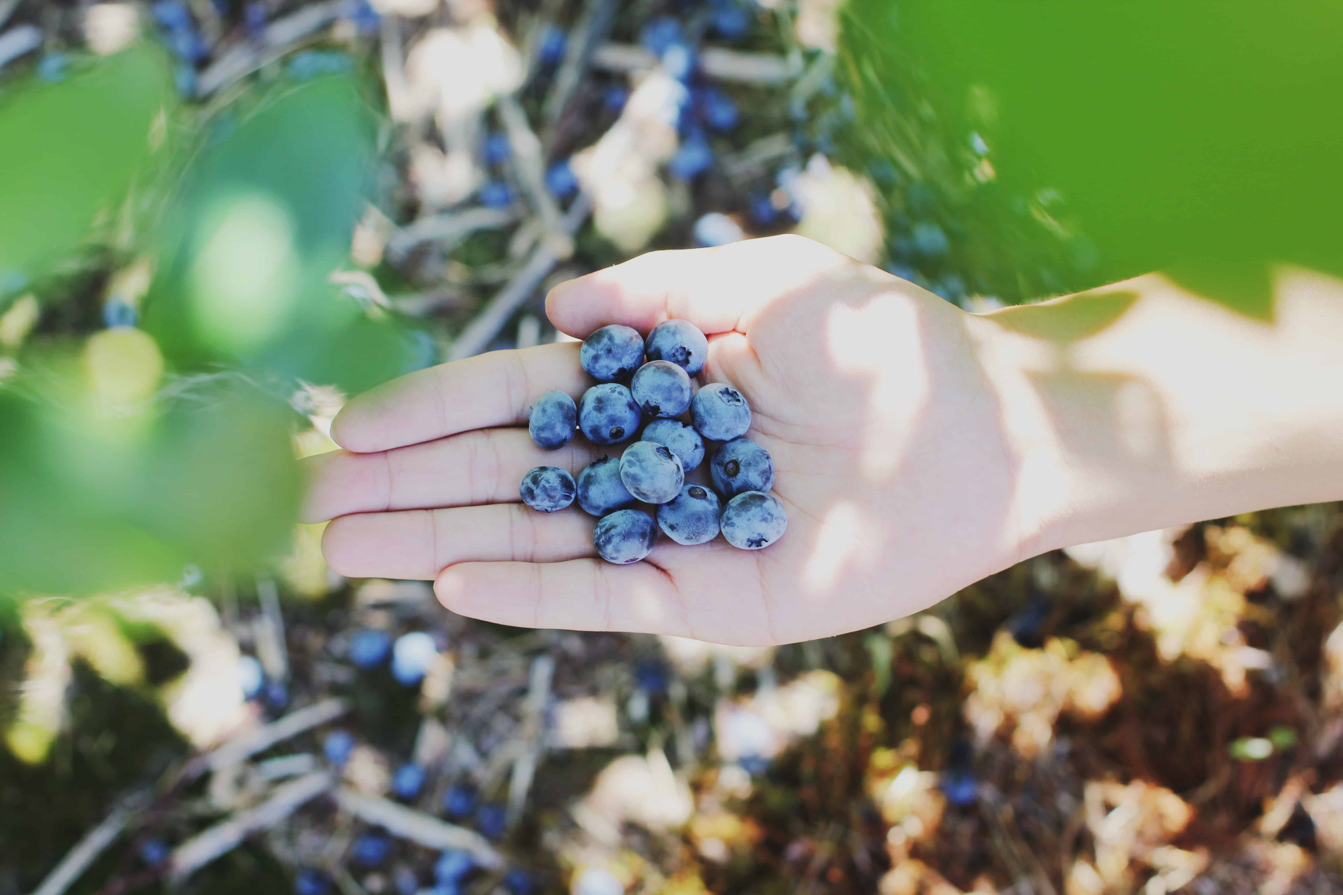 Picking Blueberries Tulsa