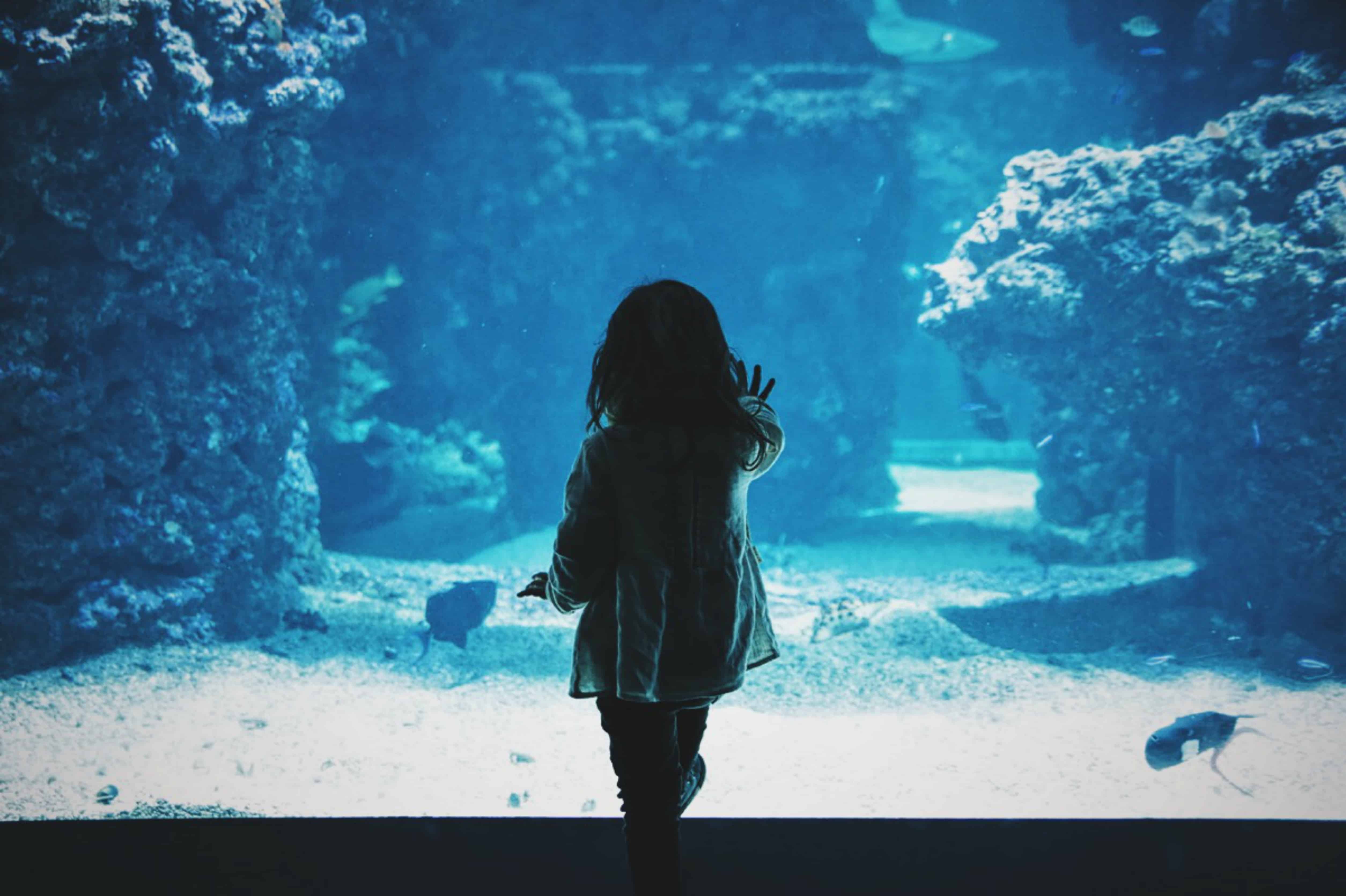 aquarium | discover tulsa | things to do in tulsa | oklahoma aquarium visitors guide
