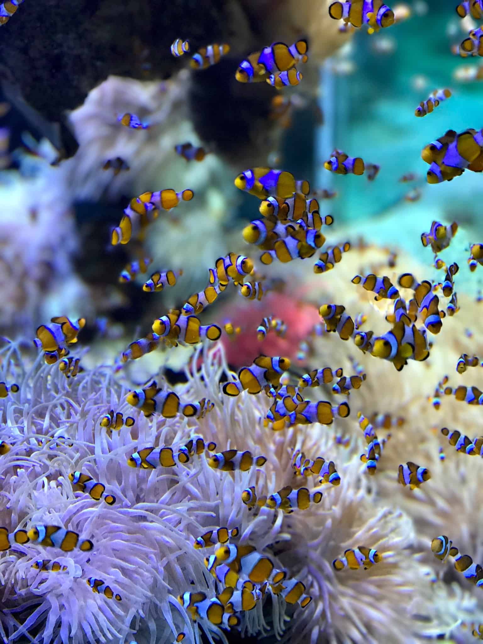 clownfish | discover tulsa | oklahoma aquarium visitors guide