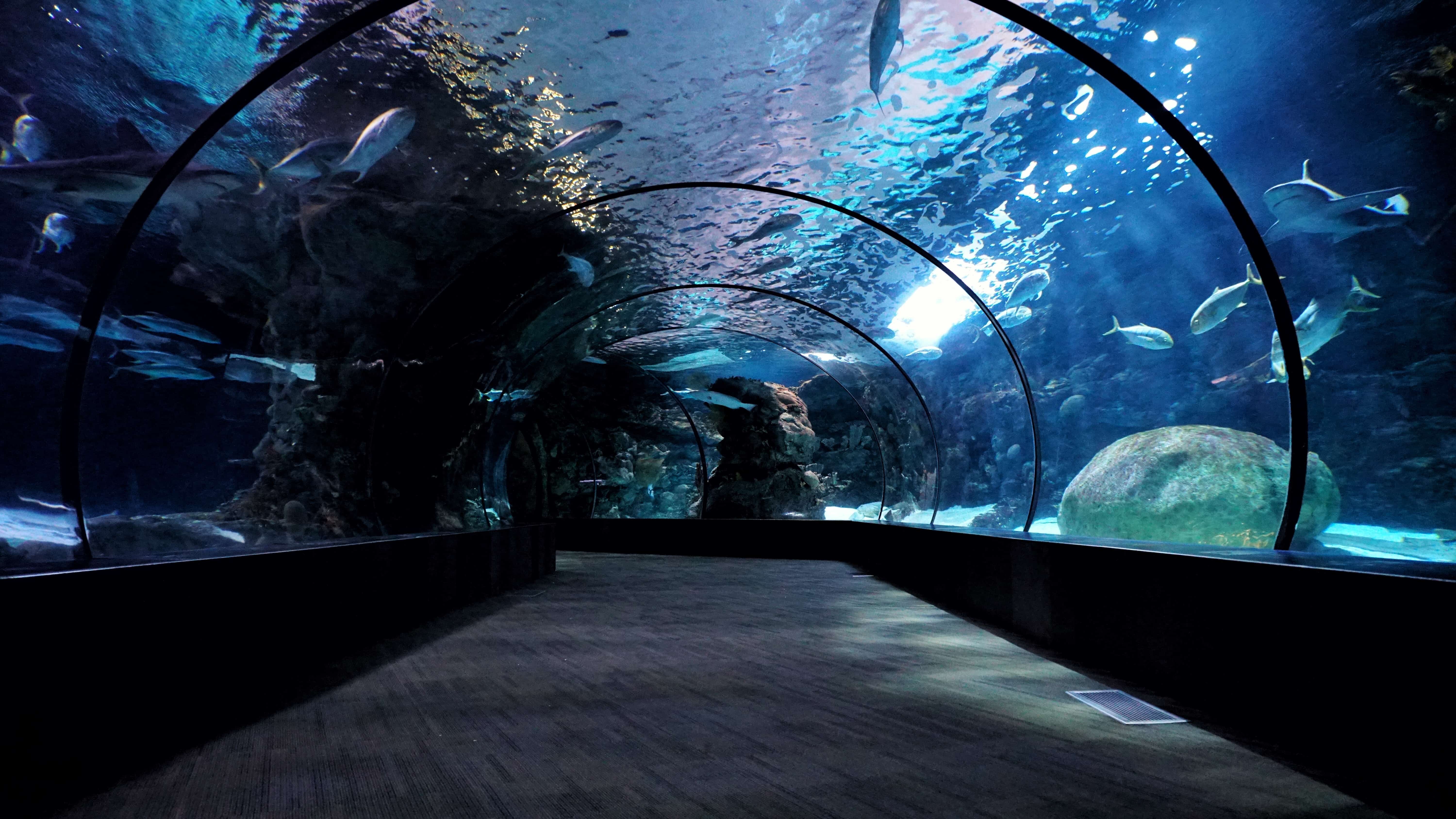 oklahoma aquarium | discover tulsa