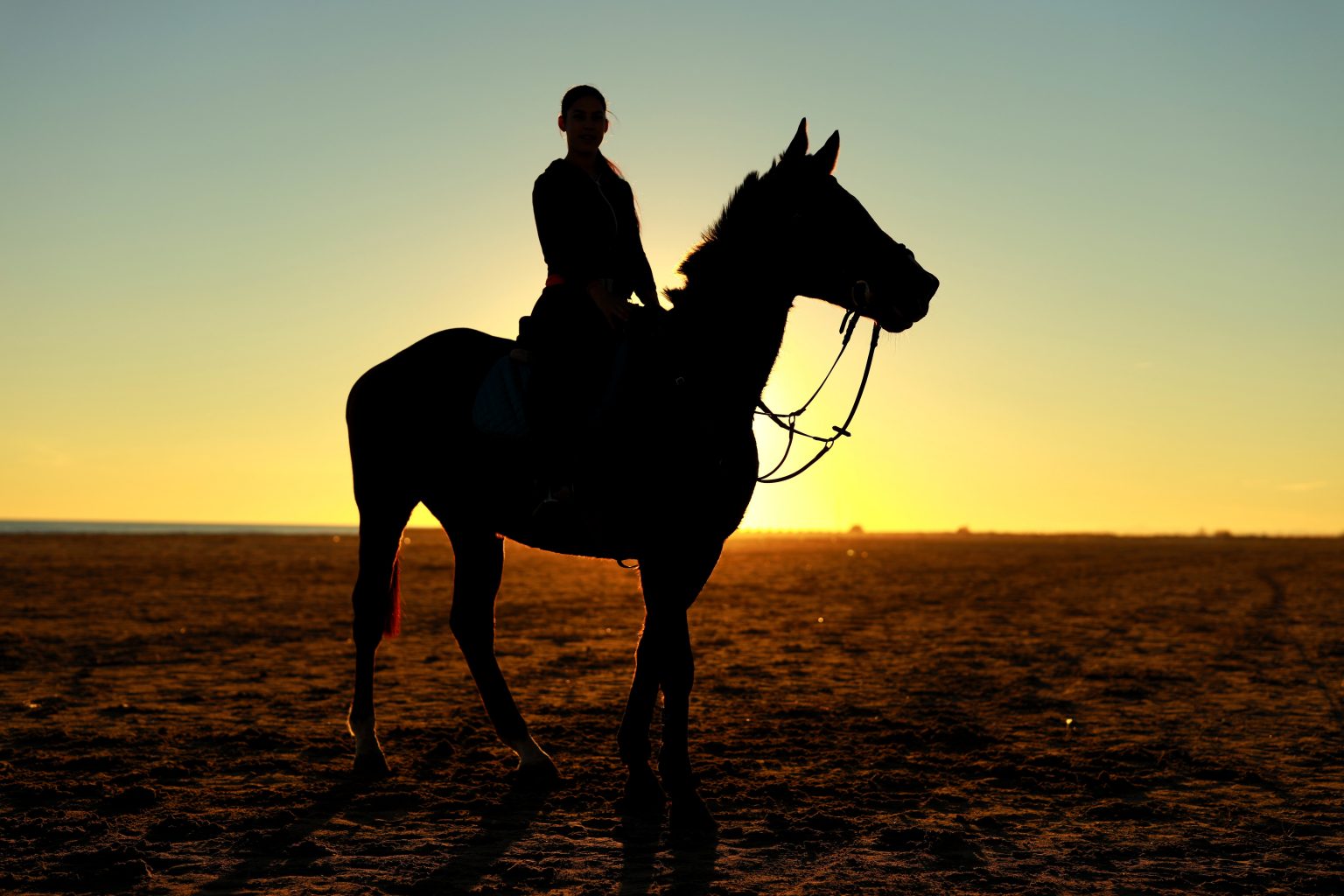 US National Arabian & HalfArabian Championship Horse Show Discover Tulsa