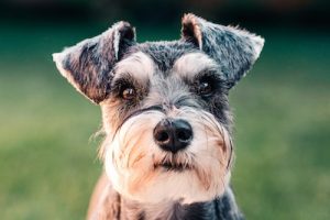 Tulsa's Best Dog Groomers