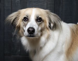 Tulsa Dog Rescues