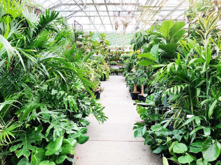 10 Great Plant Nurseries & Garden Centers In Tulsa Discover Tulsa