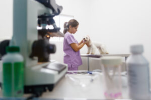 Who Are the Top Veterinarians In Tulsa