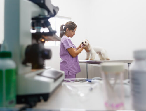 Who Are the Top Veterinarians In Tulsa