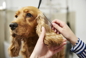 best dog groomers in Tulsa