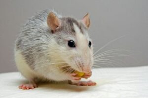 pest control companies in palm beach