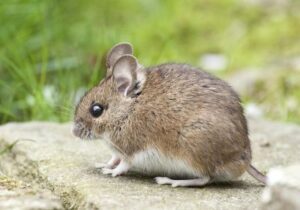 pest control companies in palm beach