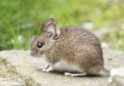 pest control companies in palm beach 2 - Discover Tulsa pest control companies in palm beach